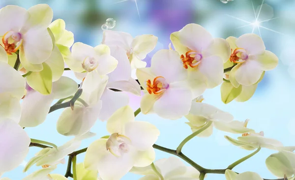 Fiori di orchidea su sfondo astratto — Foto Stock