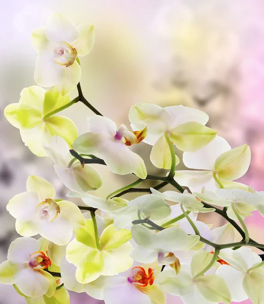 Orchideebloemen op abstracte achtergrond — Stockfoto