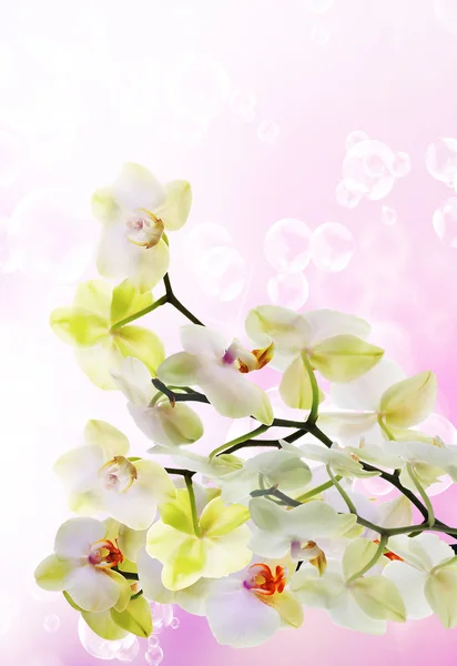 Orchideebloemen op abstracte achtergrond — Stockfoto