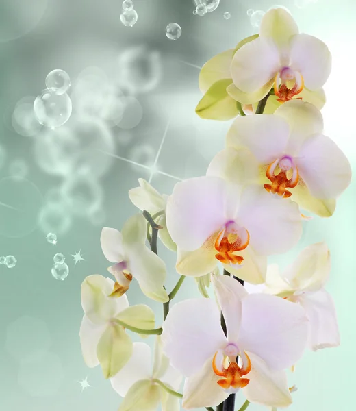 Flores de orquídea sobre fondo abstracto — Foto de Stock
