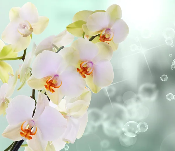 Цветы орхидеи на абстрактном фоне — стоковое фото