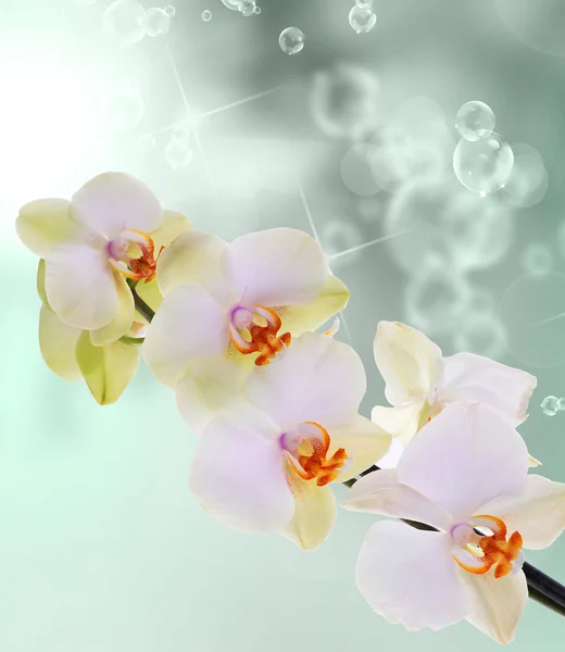 Orchideebloemen op abstracte achtergrond — Stockfoto