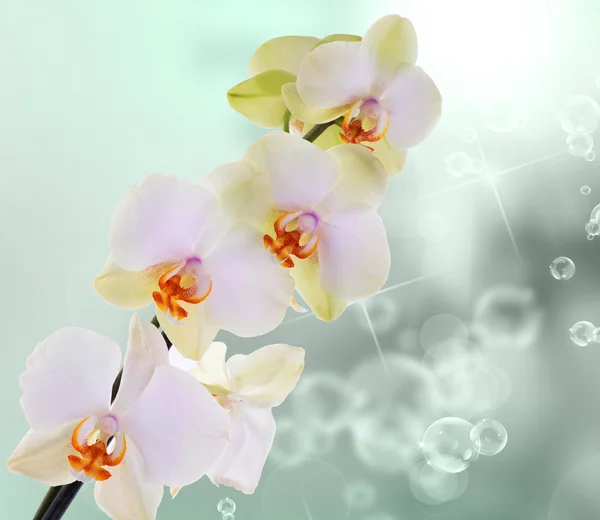Fiori di orchidea su sfondo astratto — Foto Stock