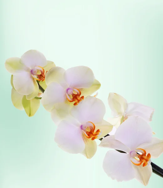 Fleurs d'orchidée sur fond abstrait — Photo