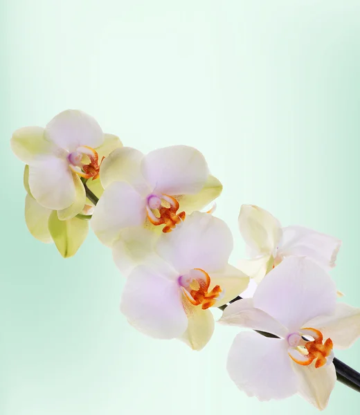 Orchideebloemen op abstracte achtergrond — Stockfoto