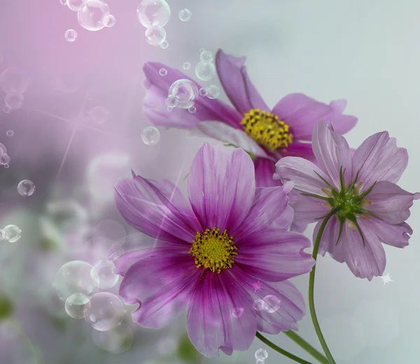 Flores de orquídea sobre fondo abstracto —  Fotos de Stock