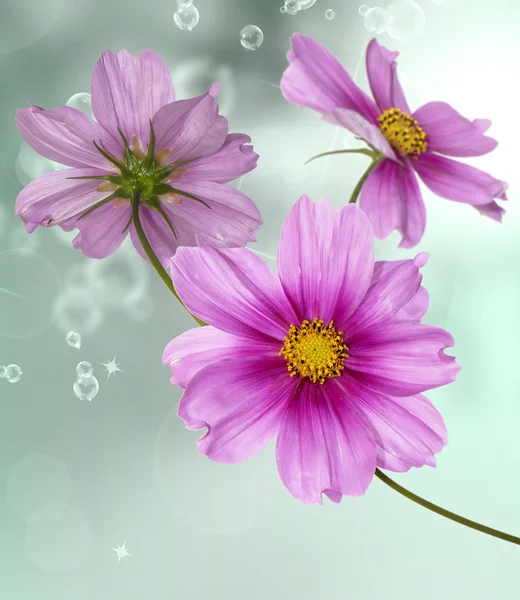 Ορχιδέα λουλούδια σε αφηρημένα φόντο — Φωτογραφία Αρχείου