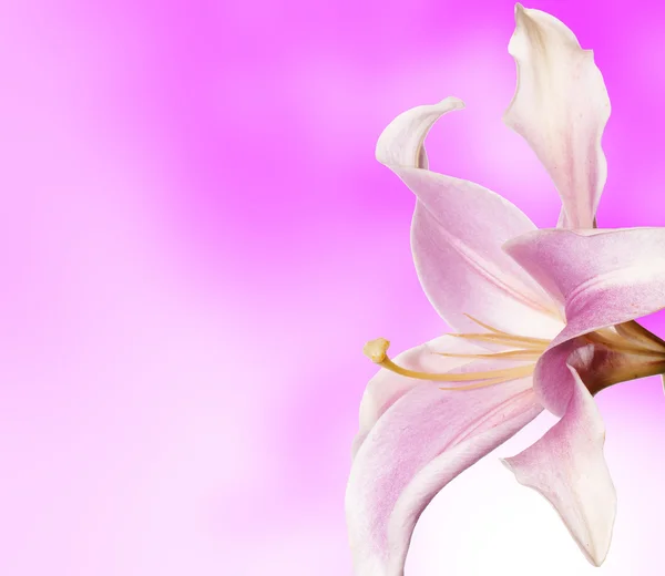 Flor rosa em fundo abstrato — Fotografia de Stock