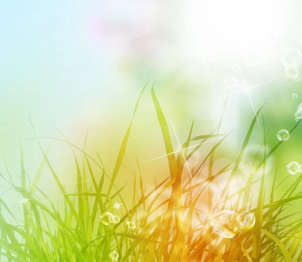 Morning green fresh young grass. — Stock Photo, Image