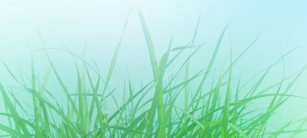Morgon gröna färska unga grass. — Stockfoto