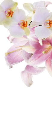 Güzel çiçekler. Bahçe çiçek doğa arka plan