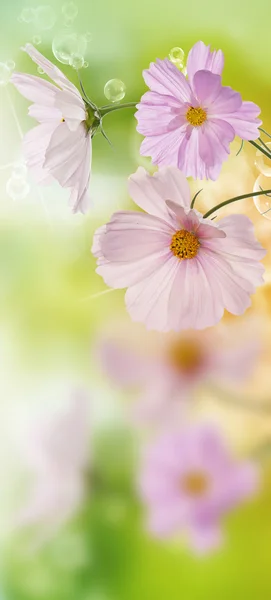 Lindas flores em abstrato primavera natureza fundo — Fotografia de Stock