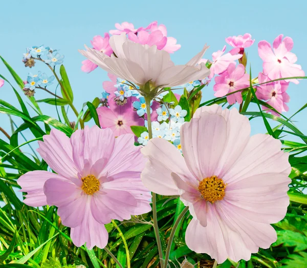 Piękne kwiaty na tle streszczenie lato natura — Zdjęcie stockowe