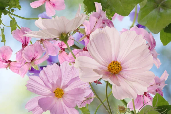 Hermosas flores sobre fondo abstracto de la naturaleza primavera — Foto de Stock