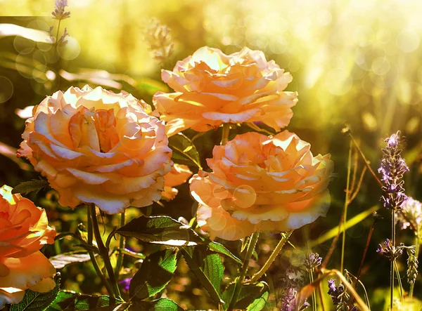 美丽的玫瑰花朵上抽象的夏季自然背景 — 图库照片