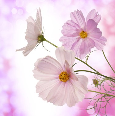 Soyut açık pembe renkli güzel çiçekler