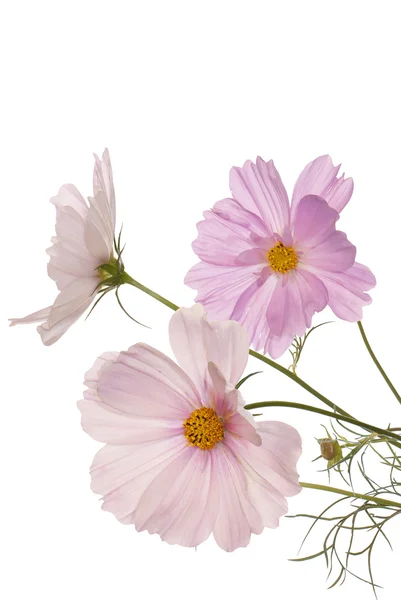 하얀 배경의 아름다운 꽃들 — 스톡 사진