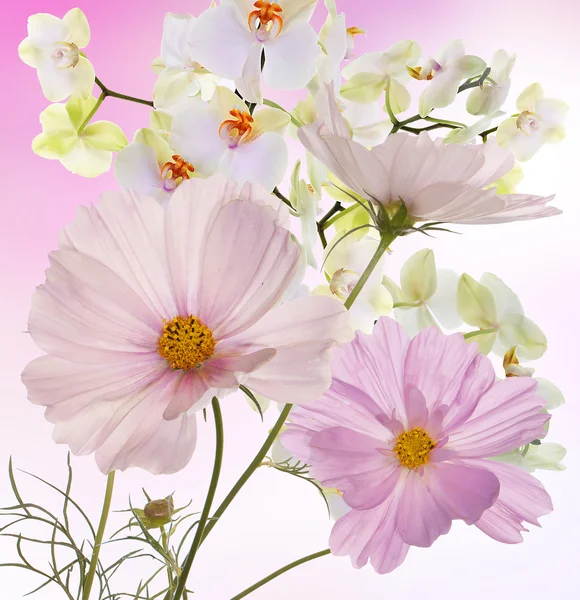 Lindas flores em abstrato luz rosa fundo — Fotografia de Stock