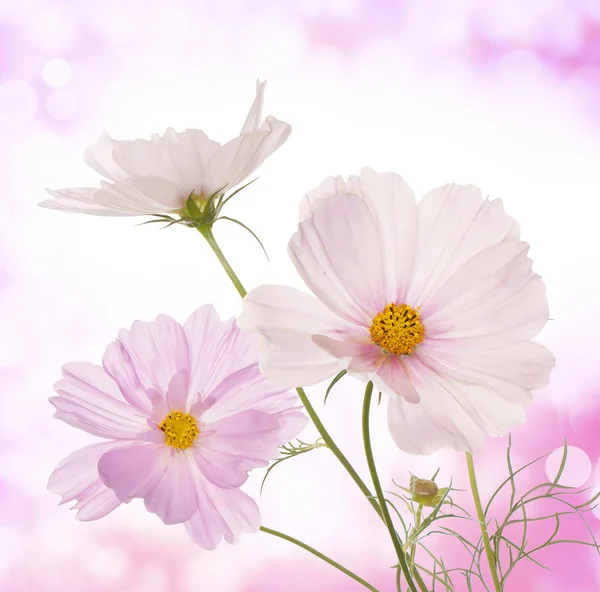 Hermosas flores sobre fondo rosa claro abstracto Imagen de archivo