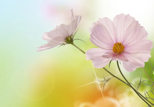 Spring flowers on a morning abstract beautiful nature background — Stock Photo, Image