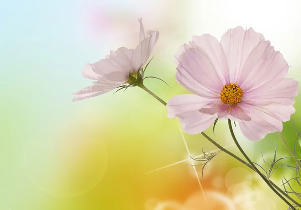 Vårblommor på morgonen abstrakt vacker natur bakgrund — Stockfoto