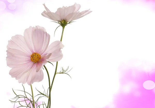 Spring light pink flowers on a white background isolated — Stock Photo, Image