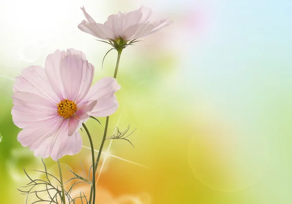 Primavera luce rosa fiori su uno sfondo bianco isolato — Foto Stock