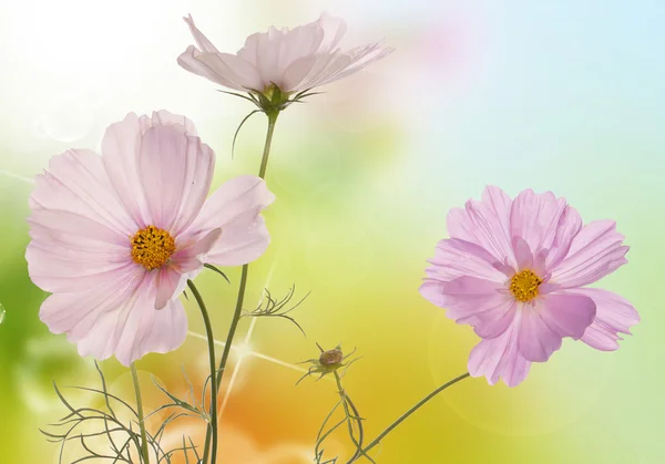 Spring light pink flowers on a white background isolated — Stock Photo, Image