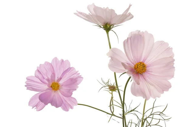 Printemps fleurs rose clair sur un fond blanc isolé — Photo