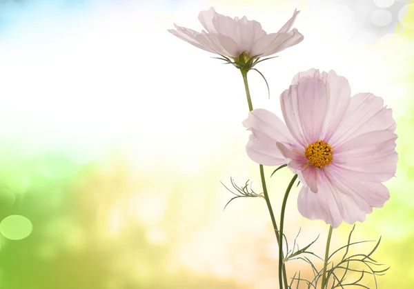 Våren ljus rosa blommor — Stockfoto