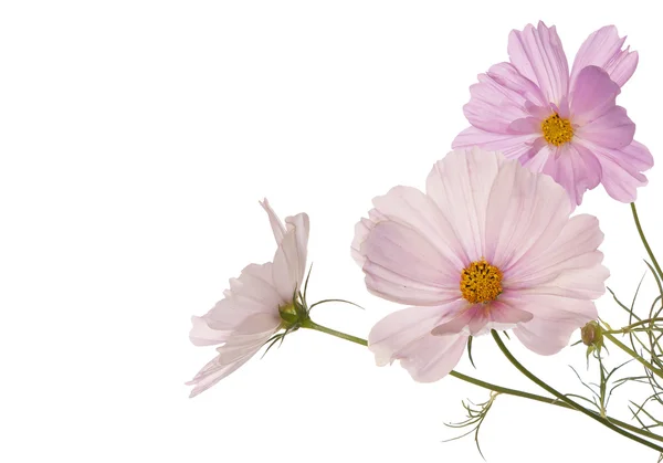 İzole bir beyaz arka plan üzerinde hafif pembe çiçekler bahar — Stok fotoğraf