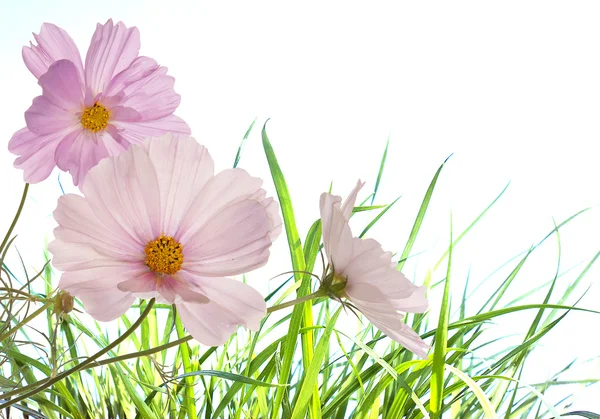 Primavera luz flores rosa — Fotografia de Stock