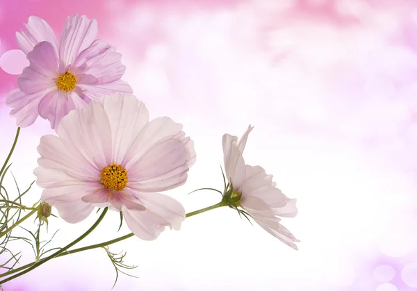 Lente licht roze bloemen Rechtenvrije Stockfoto's