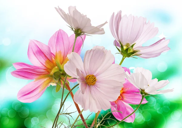 Prachtige verse roze tuin bloemen op abstracte voorjaar aard — Stockfoto