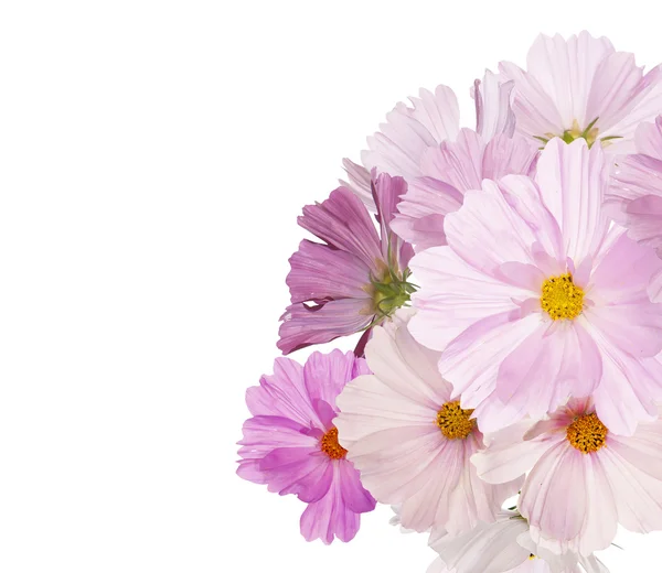白い背景の人里に美しい花束ピンクの花庭 — ストック写真