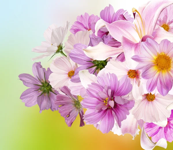 Orchideenblumen auf abstraktem Hintergrund — Stockfoto