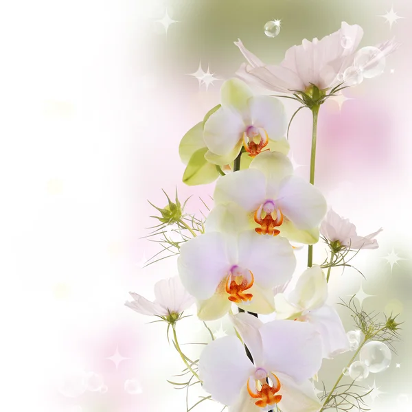 Orchid.Flowers on abstract blur spring nature background — Stock Photo, Image