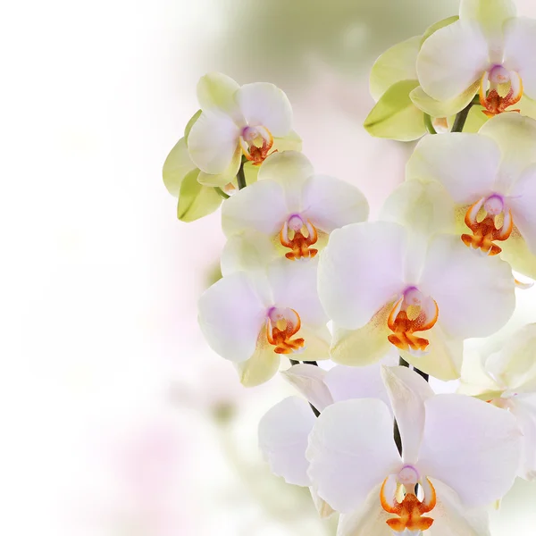 Orchid.Flowers em abstrato borrão primavera natureza fundo — Fotografia de Stock