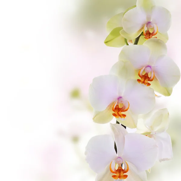 抽象的なぼかし春自然背景に Orchid.Flowers — ストック写真