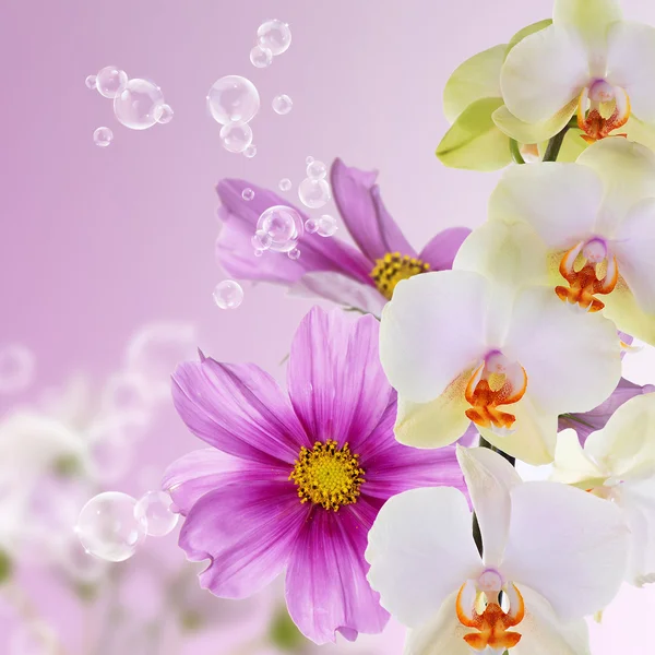 Orchid.Flowers on abstract blur spring nature background — Stock Photo, Image