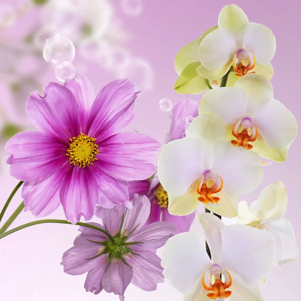 Orchid.Flowers on abstract blur spring nature background — Stock Photo, Image