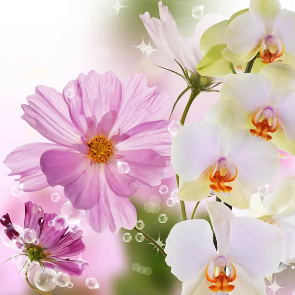 Orchid.Flowers 추상 흐림 봄 자연 배경 — 스톡 사진