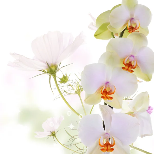 Orchid.Flowers absztrakt blur tavaszi természet háttér — Stock Fotó