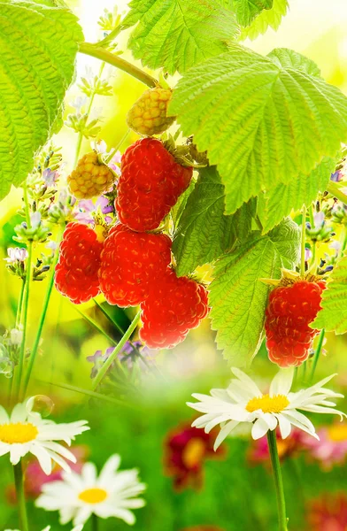 Jardín frambuesas.Hermosa naturaleza —  Fotos de Stock