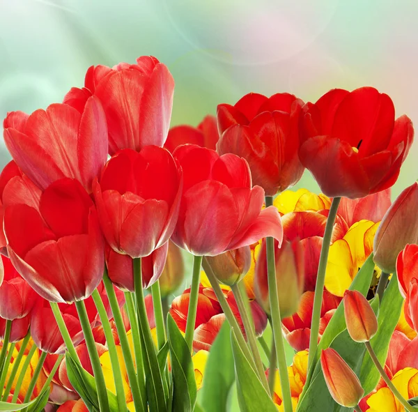 Mooie tuin verse kleurrijke tulpen. Lente. — Stockfoto