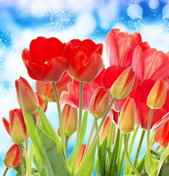 Vacker trädgård färska röda tulpaner på abstrakt bakgrund — Stockfoto