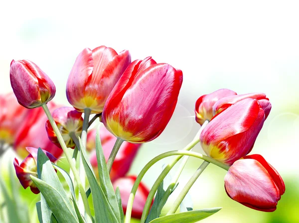 Jardim tulip.Spring natureza — Fotografia de Stock