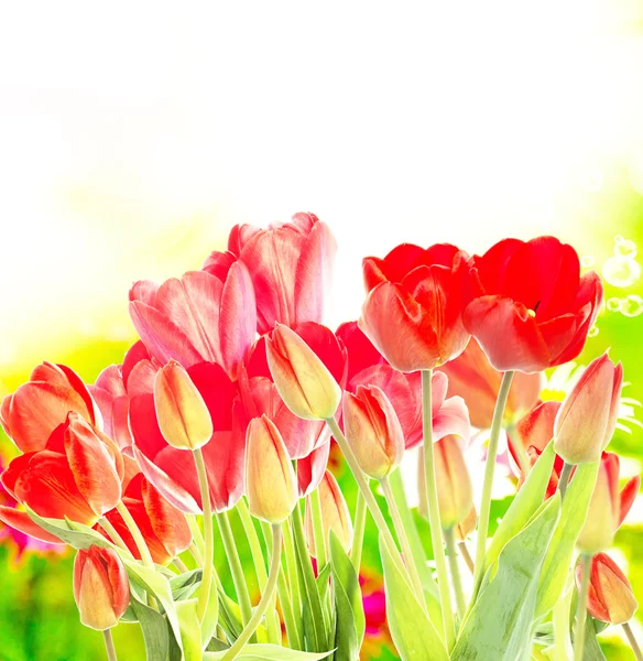 Hermoso jardín tulipanes rojos frescos sobre fondo abstracto — Foto de Stock