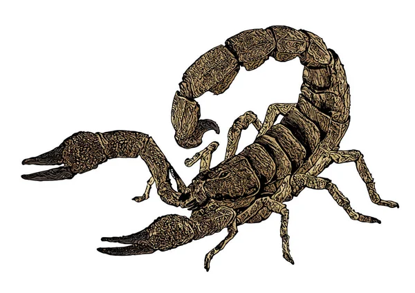 Vektorová Ilustrace Škorpióna Průhledném Pozadí — Stockový vektor