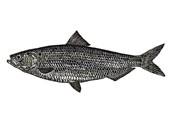 Blueback Herring Vector Εικονογράφηση Λευκό Φόντο — Διανυσματικό Αρχείο